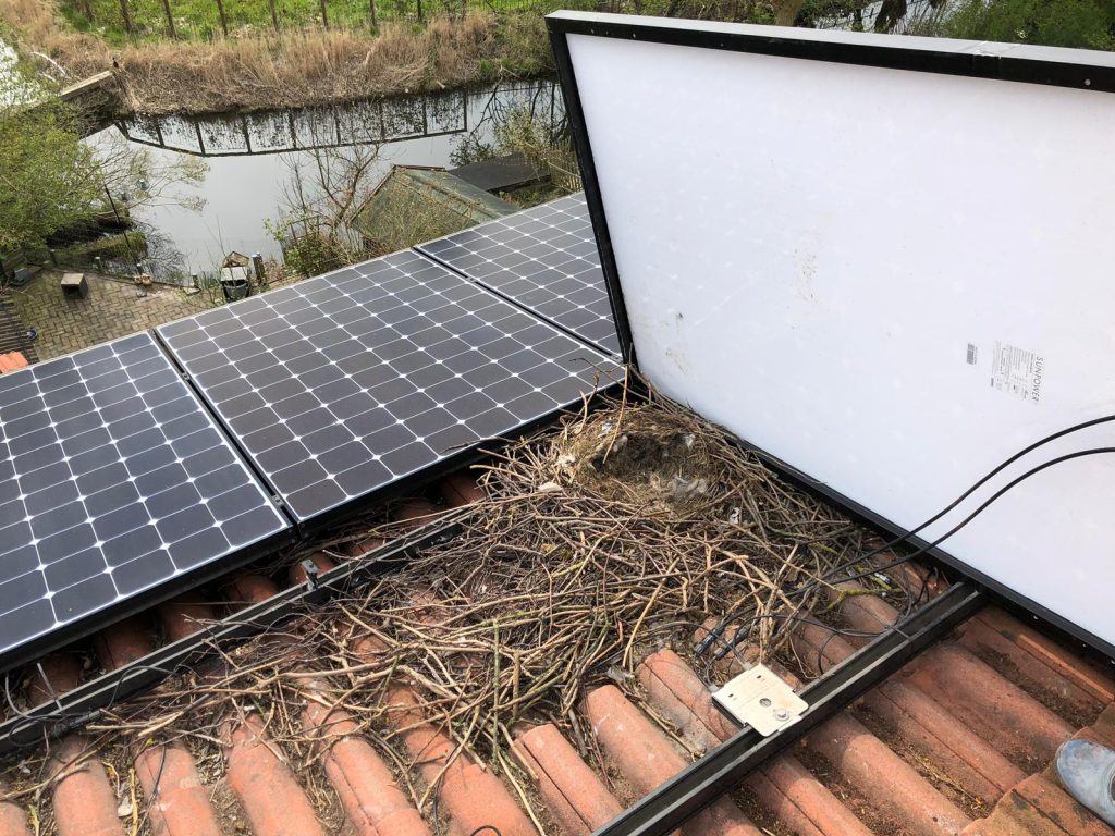 birds nest on solar panels